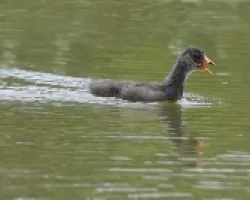 Gallinula chloropus