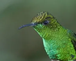 Elvira cupreiceps