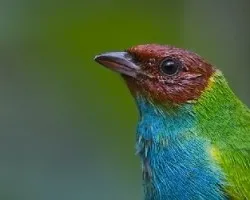 Tangara gyrola