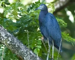 Egretta caerulea