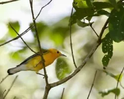 Protonotaria citrea
