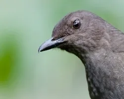 Turdus plebejus