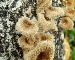 Silvestres 