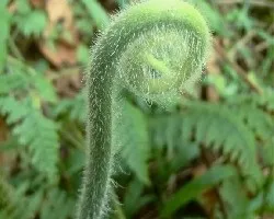 Cola de mono verde