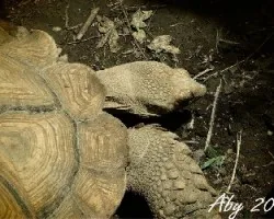 Tortuga 