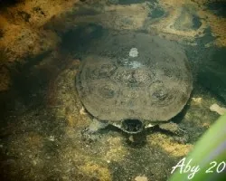 Bajo el agua 