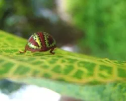 Mariquita