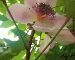 Flor de achiote