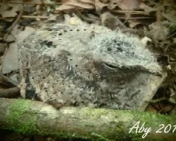 Nyctidromus albicollis