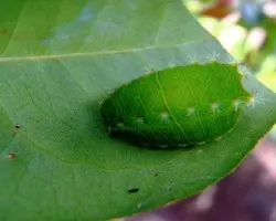 Oruga
