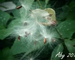 Bailan con el viento 