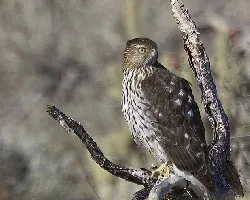 Falco femoralis