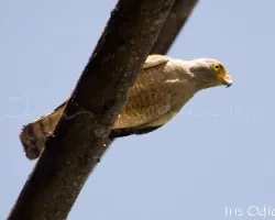 Buteo magnirostris