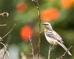 Mimus gilvus