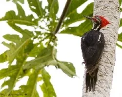 Dryocopus lineatus