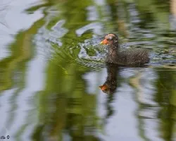 Gallinula chloropus