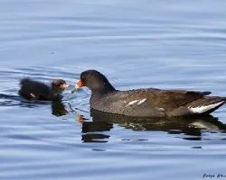 Gallinula chloropus