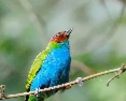 Tangara gyrola