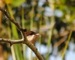 Claravis pretiosa