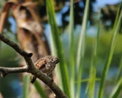 Claravis pretiosa