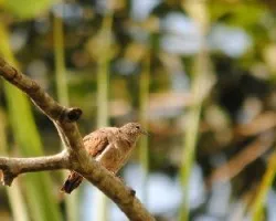 Claravis pretiosa