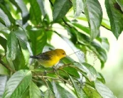Protonotaria citrea