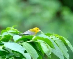 Protonotaria citrea