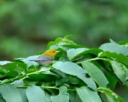 Protonotaria citrea