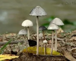 Bv
