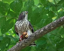 Harpagus bidentatus