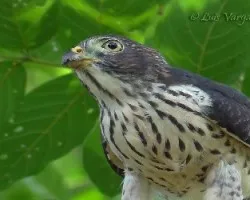 Harpagus bidentatus