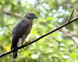 Harpagus bidentatus
