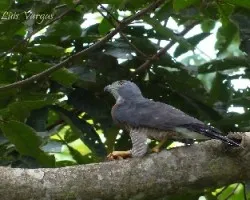 Harpagus bidentatus