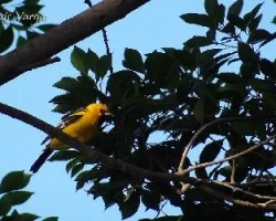 Icterus pustulatus