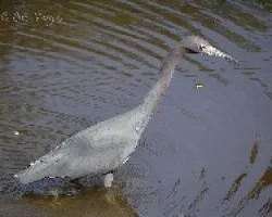 Egretta caerulea