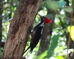 Dryocopus lineatus