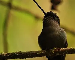 Doryfera ludovicae