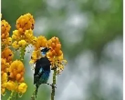 Tangara larvata