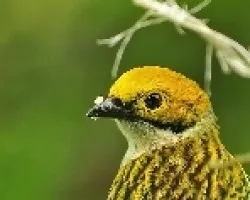 Tangara icterocephala