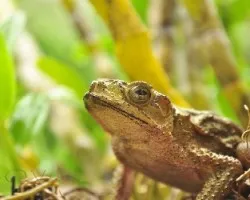 bufo?