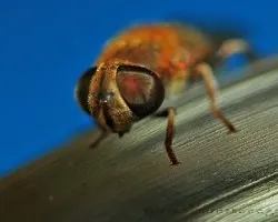mosca