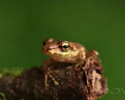 ranita miniatura
