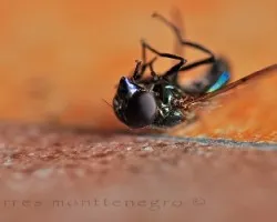 mosca