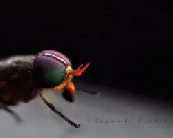 mosca