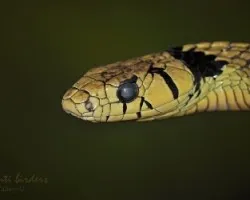 Spilotes pullatus