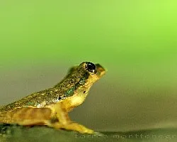 ranita miniatura