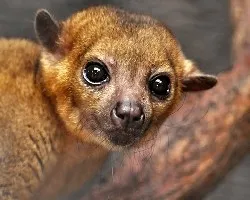 Potos flavus