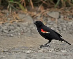 Agelaius phoeniceus