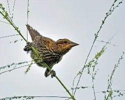 Agelaius phoeniceus
