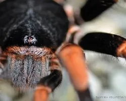 tarantula